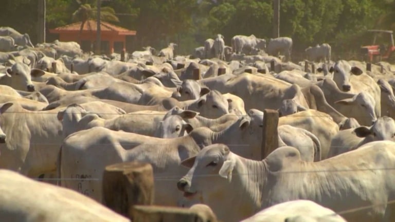Como preparar sua fazenda para a seca na pecuária