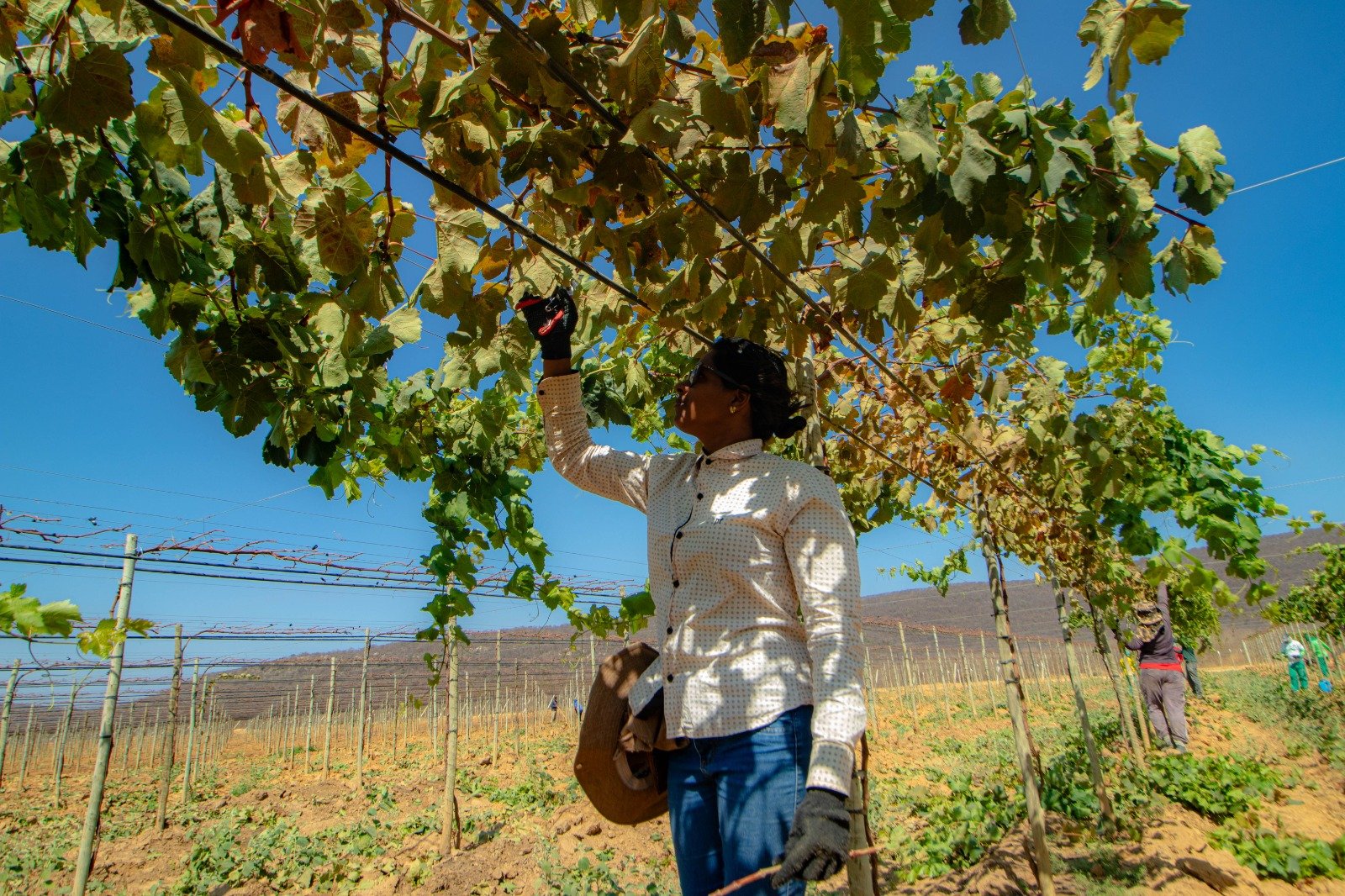 Primeiro seminário de fruticultura irrigada do oeste da bahia, realizado em Barra