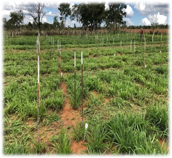 Brachiaria híbrida para fenação