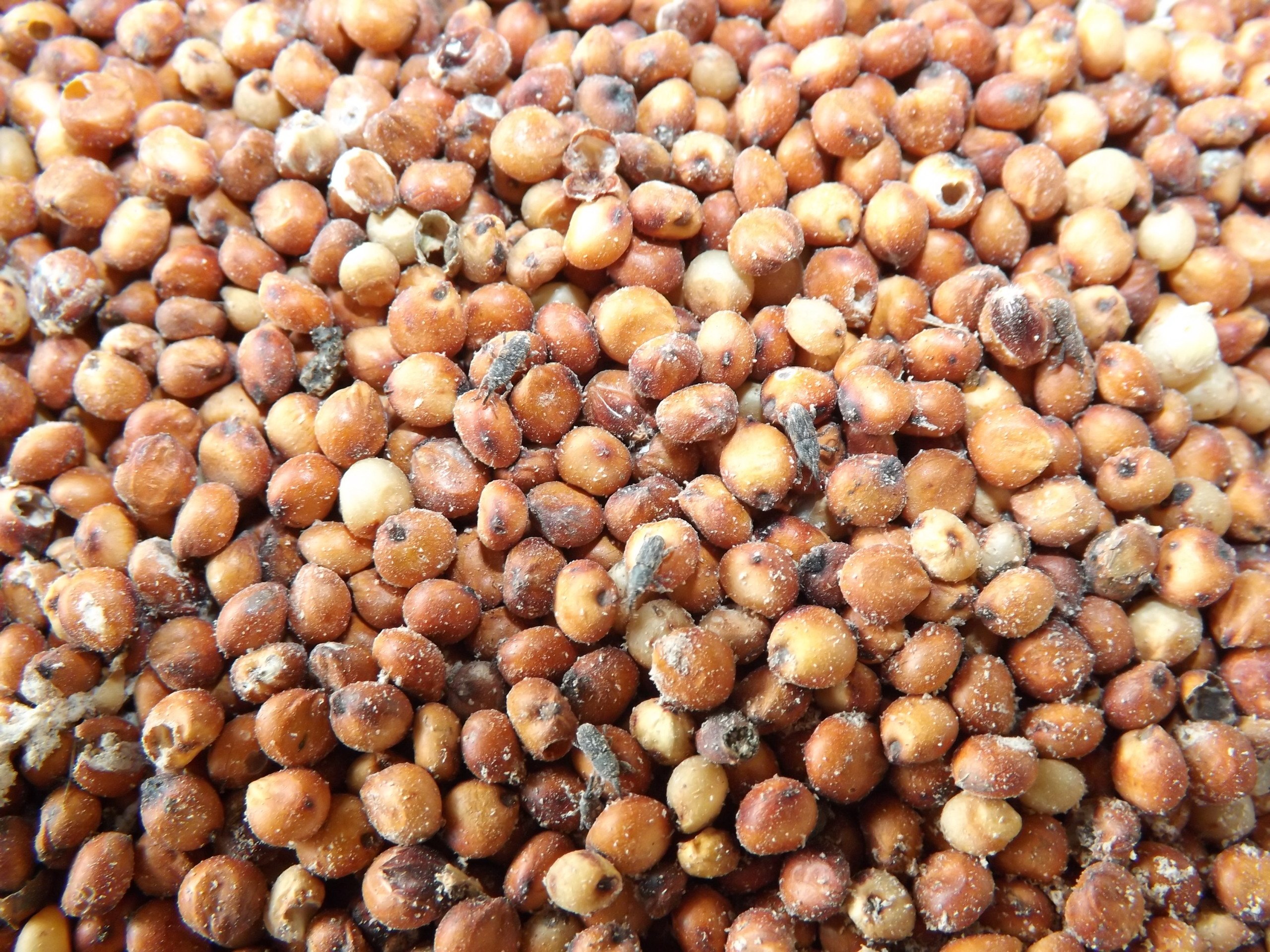 Grãos, sorgo; Embrapa