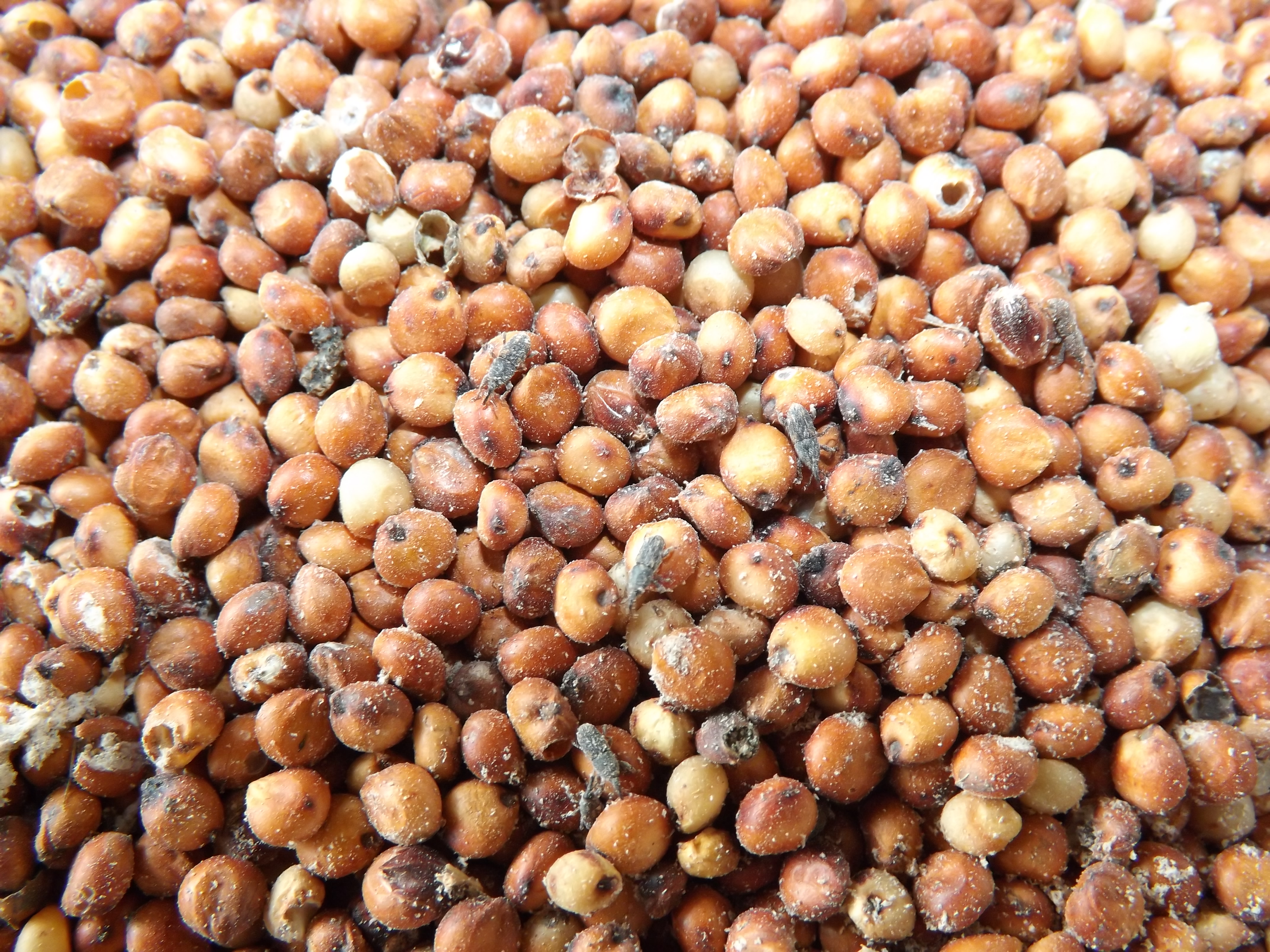 Sorgo ganha ‘protagonismo’ na Bahia com alta de 40% na safra