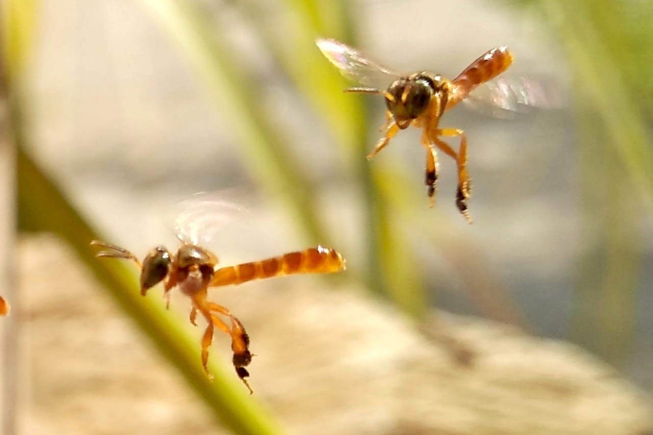 Mel; abelha sem ferrão Jataí (Tetragonisca fiebrigi)