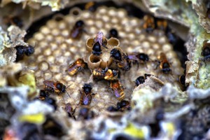 Sedest inicia curso para proteger abelhas sem ferrão no litoral do Paraná