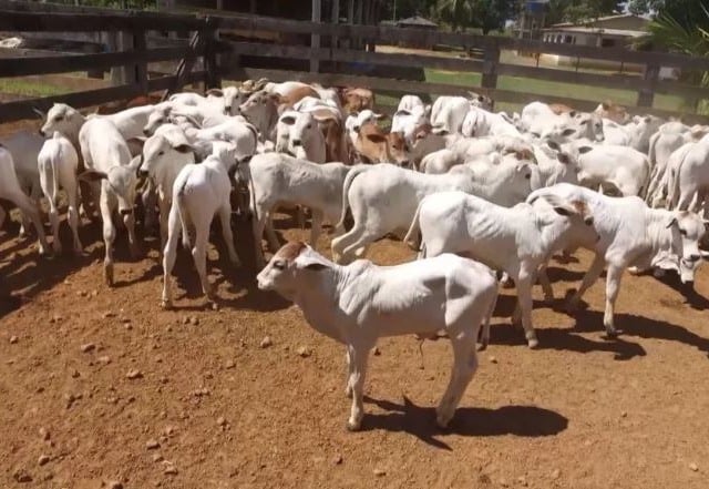 bezerro com “mal do caruara” ou “da junta inchada”