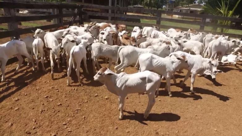 bezerro com “mal do caruara” ou “da junta inchada”