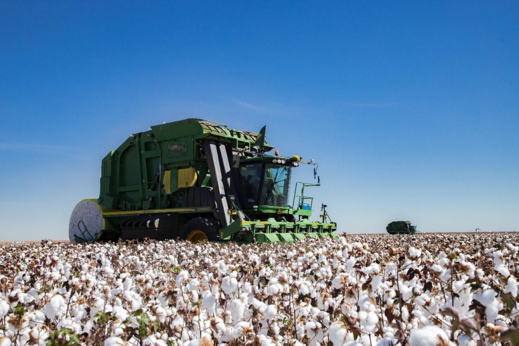 Colheita algodão, safra 2023-2024, cotonicultura, algodão, bahia, finalizada, pluma, cotton