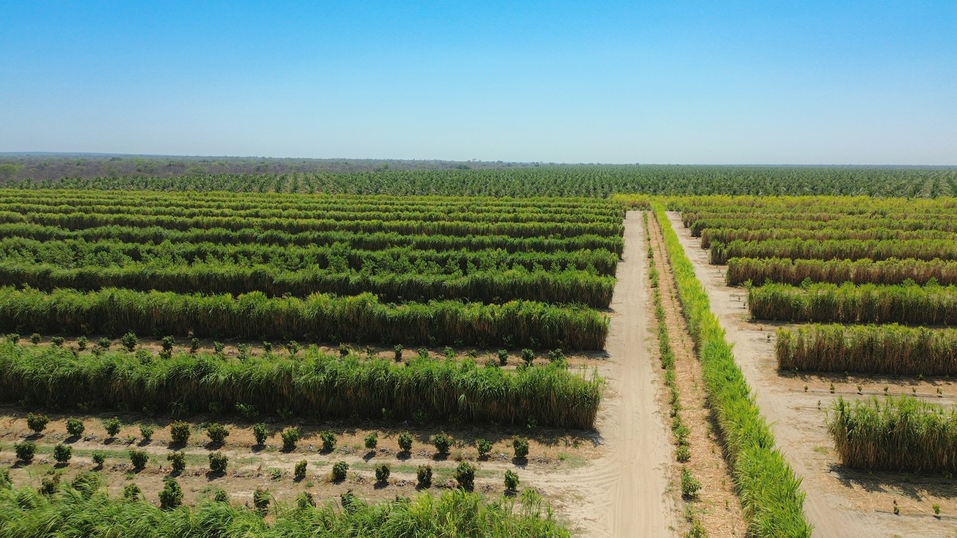 Barra sediará I Seminário da Fruticultura Irrigada em outubro