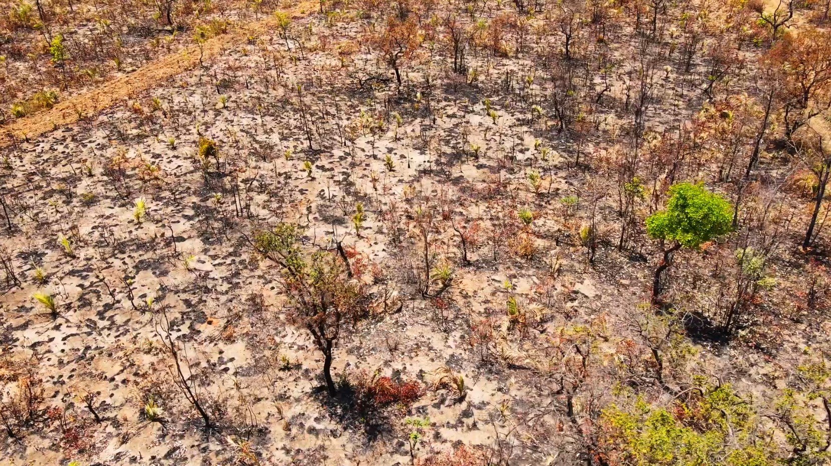 Alta frequência de queimadas podem alterar a fitofisionomia do bioma, Cerrado