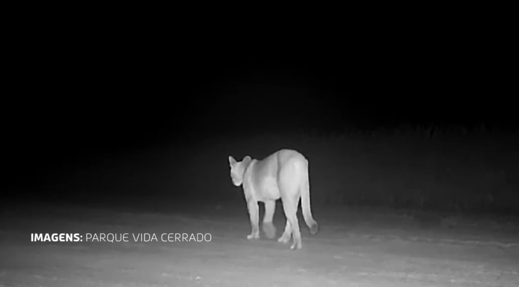 animais silvestres, do cerrado, onça, Alta frequência de queimadas podem alterar a fitofisionomia do bioma