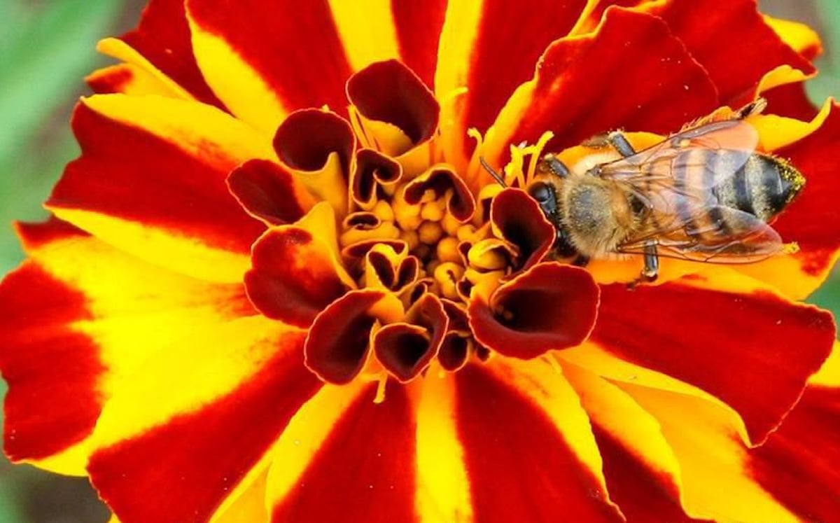 abelha colhendo o néctar de uma flor vermelha e amarela.