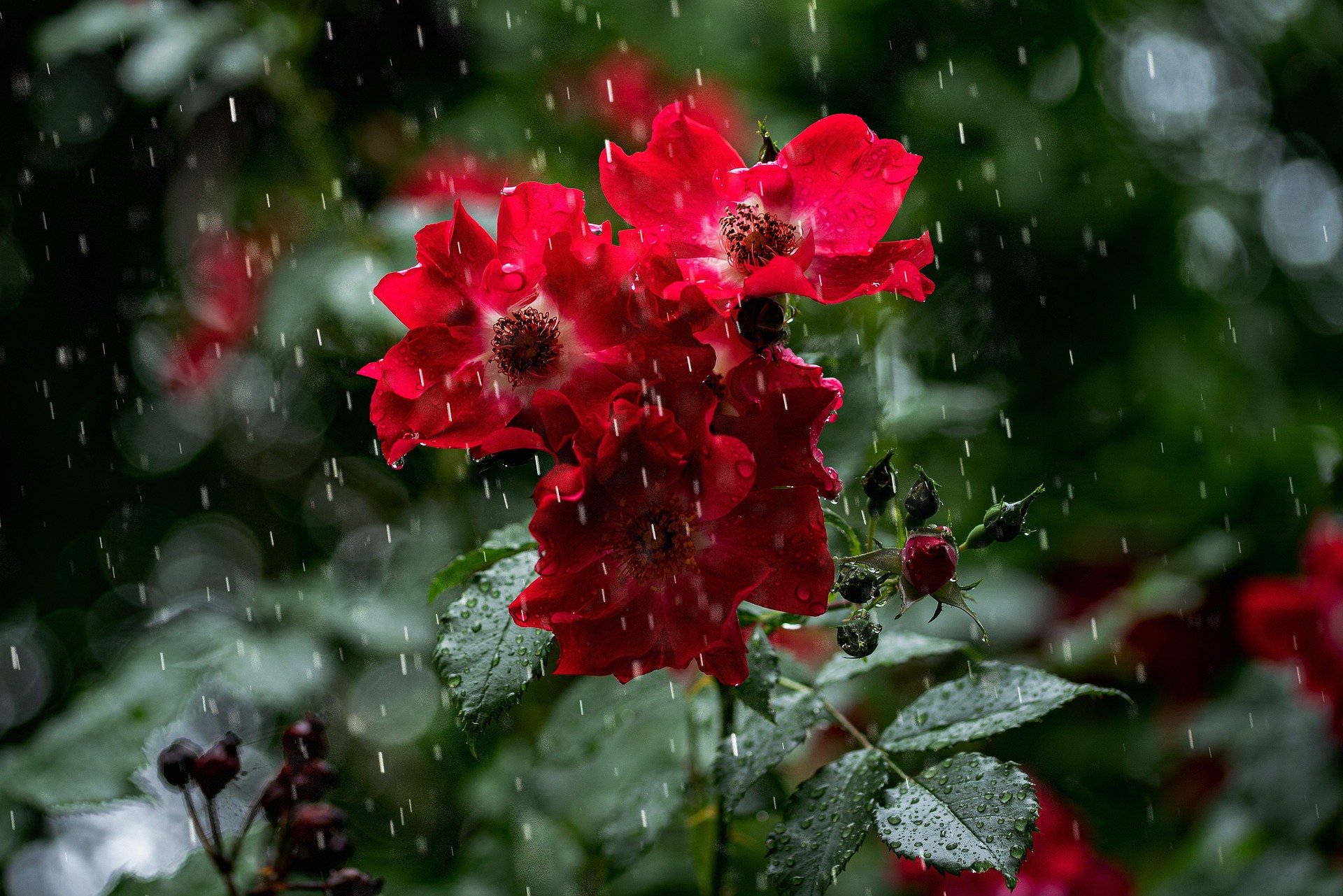 primavera com chuva: flor molhada