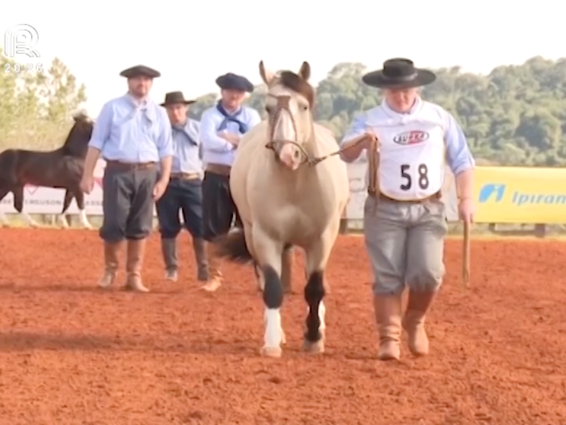 Cavalo crioulo: PR classifica 12 competidores ao Freio de Ouro