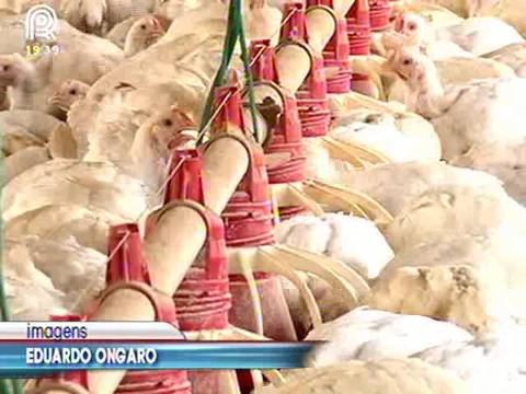 Falta de milho pode prejudicar frango orgânico