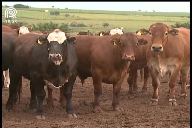 Tendência é de alta na cotação do boi gordo