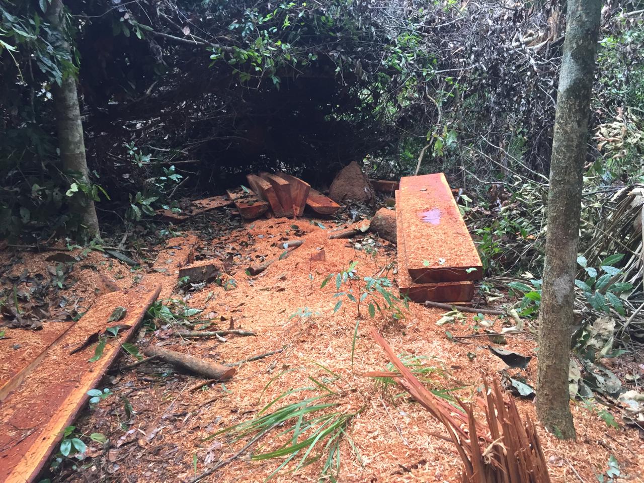 Operação contra desmatamento ilegal Confresa. Foto: Secretaria de Estado de Meio Ambiente de Mato Grosso