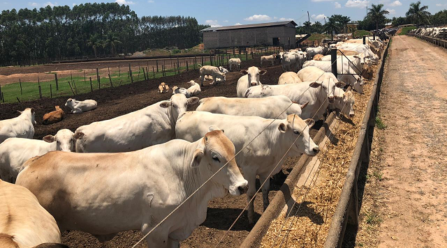 4 coisas que você não sabia sobre a raça bovina araguaia