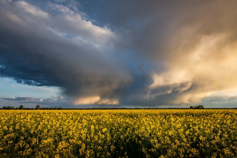 chuva sobre campo soja tempo