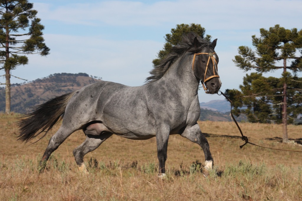 cavalo crioulo JLS Hermoso, leilão de cobertura cavalo crioulo JLS Hermoso, leilão de cobertura
