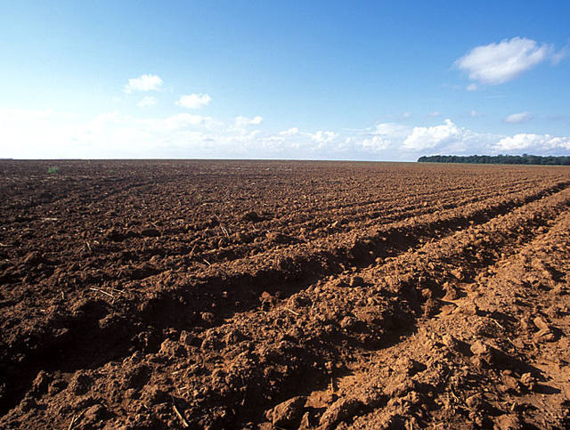 Soja: vazio sanitário já começou em Santa Catarina