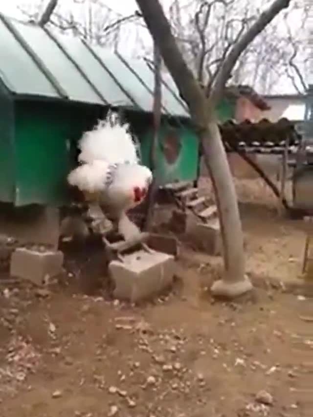 Vídeo de galo gigante faz sucesso na internet