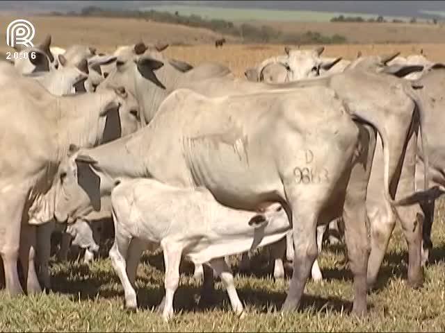 Estação de monta: a campo ou inseminação artifical, veja qual a melhor estratégia