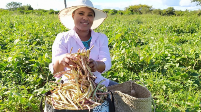 Produtores da agricultura familiar têm até o dia 20 de setembro para se inscreverem para a Safra Verão no programa Garantia Safra 2023/24