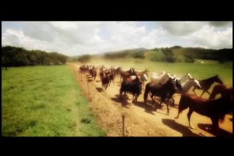 Saiba tudo sobre o controle de carrapatos em equinos