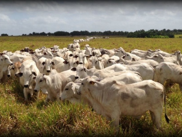 custos da pecuária