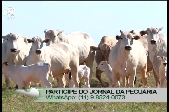 Demanda enfraquecida corrige preços do bezerro