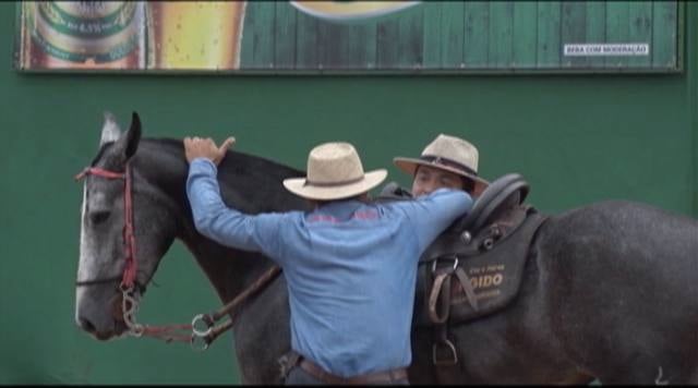 Cavalo mangalarga marchador brilha em Goiânia