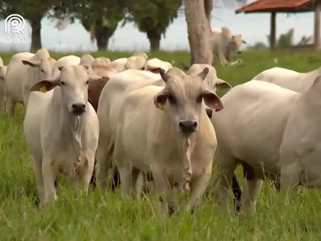 Crise mergulha mercado do boi gordo na incerteza