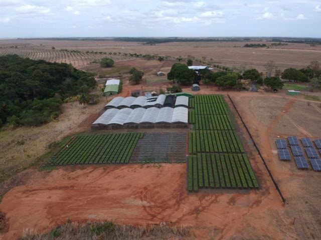 plantio de mogno em Roraima