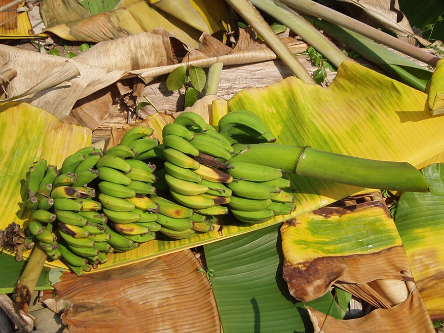 Bananeira; banana