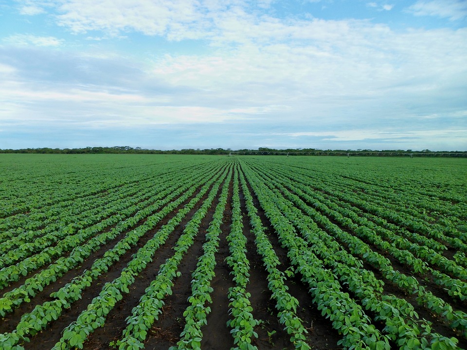 campo de soja, biológicos