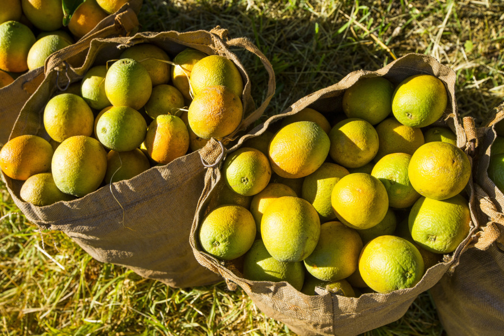 colheita de laranja, frutas