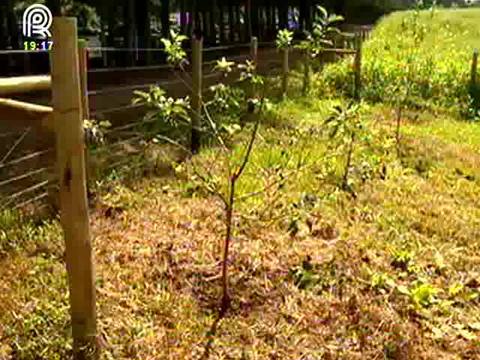 Maçãs ganham variedades mais resistentes ao calor