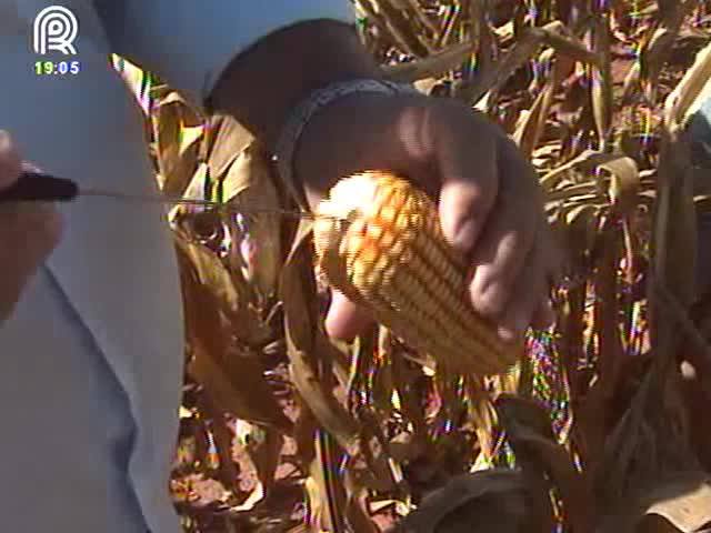 Nova lagarta ataca lavouras de milho em MT