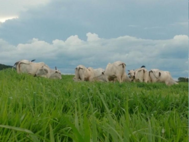 Embrapa disponibiliza informações sobre forrageiras para gado