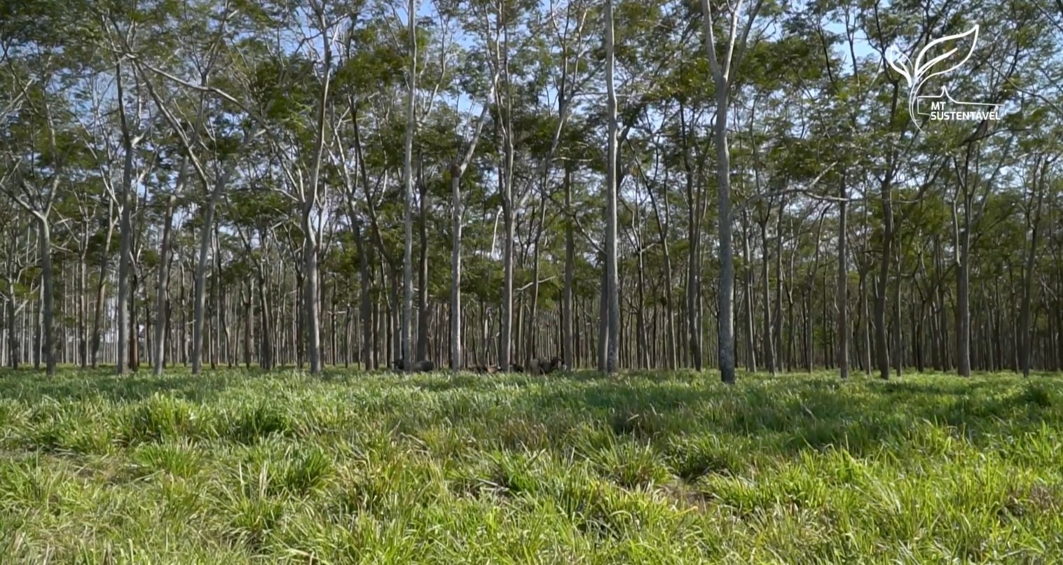 fazenda gamada mt sustentável foto leandro balbino canal rural mato grosso1