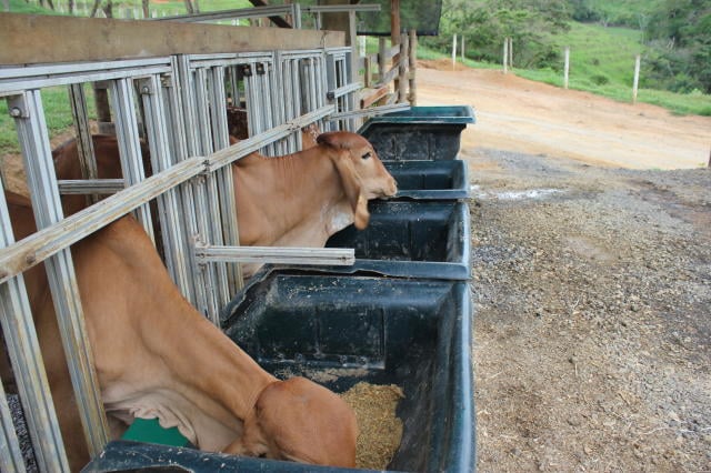 Foto: Marcos La Falce/ Embrapa Gado de Leite