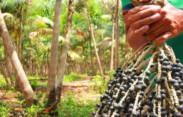 Amazônia 