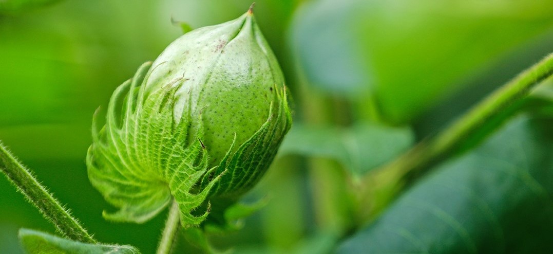 Sucesso no manejo do bicudo depende do uso de produto com alta eficácia