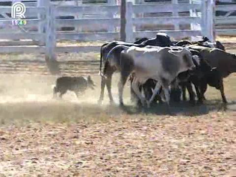 Confira as vantagens dos cães de pastoreio