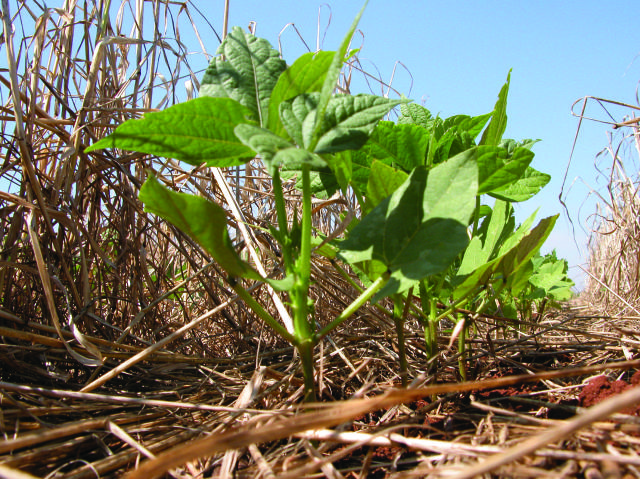 Plantio direto soja carbono