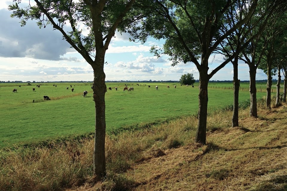 Estudo aponta como barrar degradação acelerada de campos e savanas