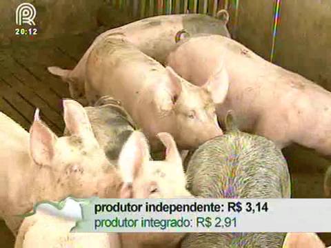 RS: preço pago pelo suíno aponta queda