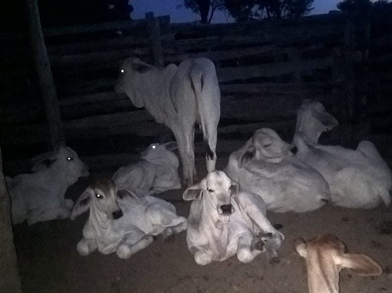 Bezerras paridas do mesmo touro