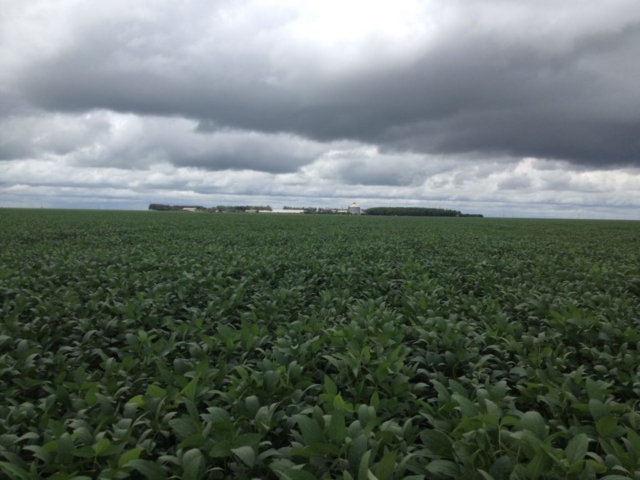 Embrapa Soja: falhas no manejo pode triplicar uso de agroquímicos