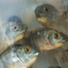 tilápias - peixes - tilápia - pescado