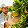 colheita de laranja